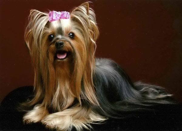 los cachorros yorkie nacen negros