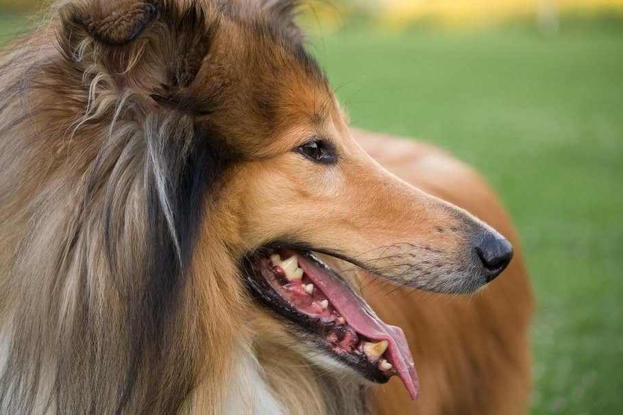 Collie Rough, un perro soberbio y hermoso - Kennel Club Argentino