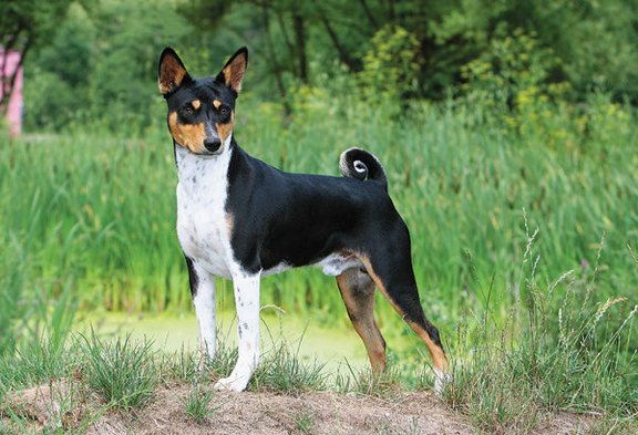 Basenji, un cazador silencioso - Kennel Club Argentino