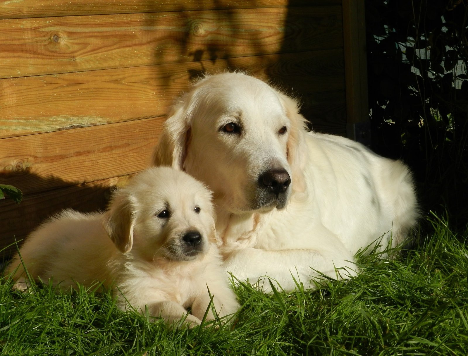 Golden Retriever una raza siempre dispuesta Kennel Club Argentino