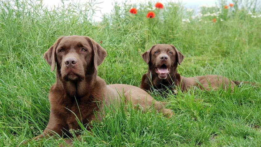 cual es la diferencia entre un labrador ingles y un americano