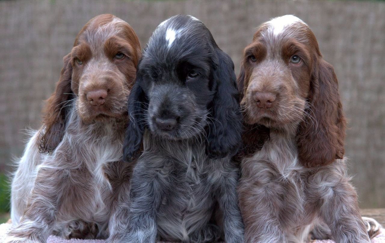 qué tipo de juguetes para perros le gustan a un cocker spaniel inglés