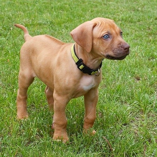 son buenos perros de familia rhodesian ridgeback