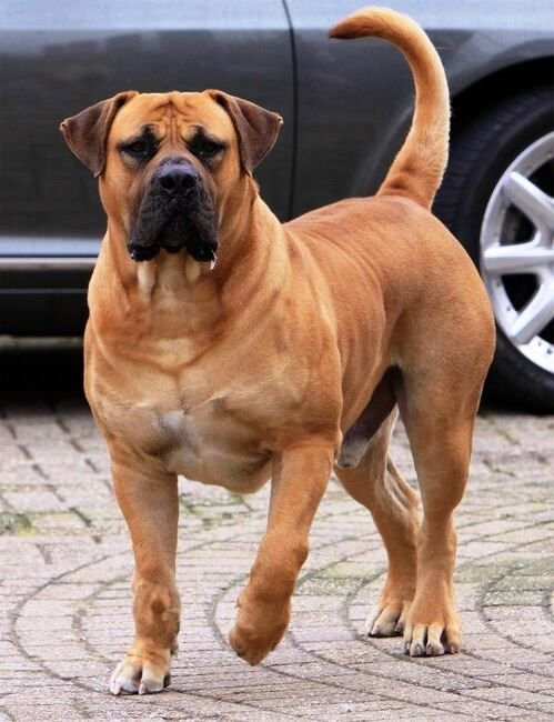 boerboel negro