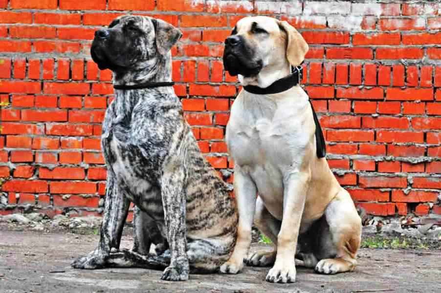 boerboel negro