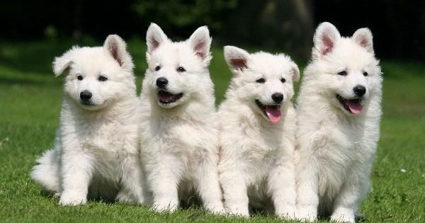 Pastor Blanco Suizo Un Guardian Bondadoso Kennel Club Argentino