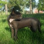 Crestado Chino / pelaje de un perro / Kennel Club Argentino