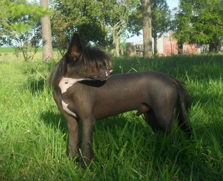 Crestado Chino / pelaje de un perro / Kennel Club Argentino
