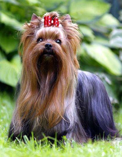 los cachorros yorkie nacen negros