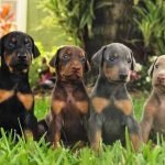 Doberman colores