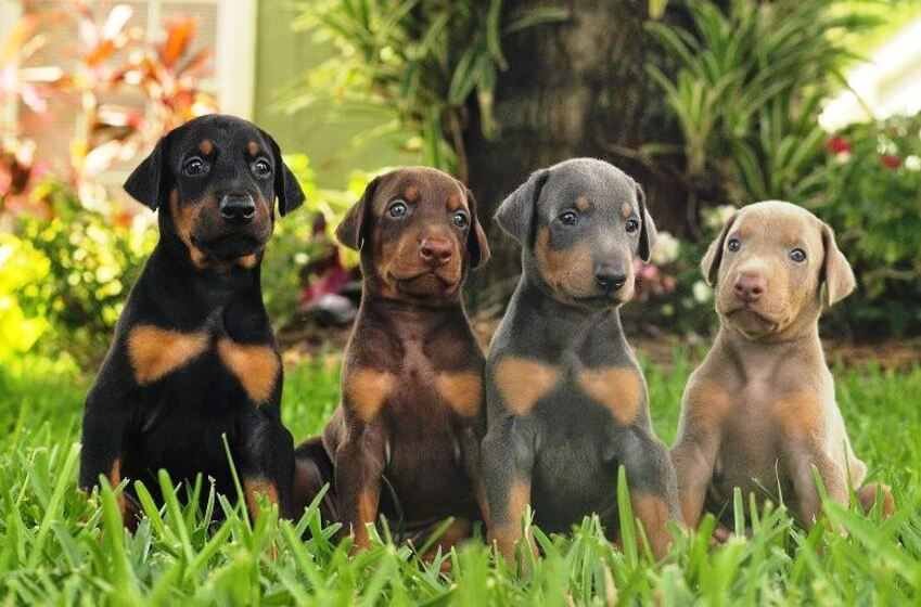 son doberman pinschers alemanes