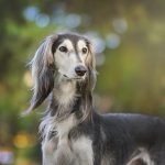 saluki / perros primitivos