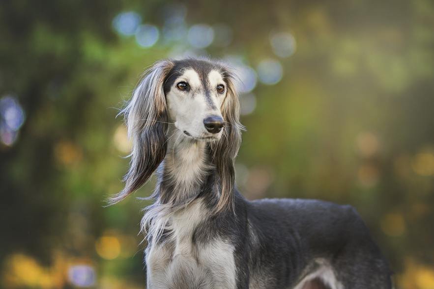 saluki / perros primitivos