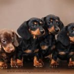 pelaje de un perro / Kennel Club Argentino / daschund cachorros