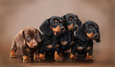 pelaje de un perro / Kennel Club Argentino / daschund cachorros