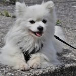 spitz alemán