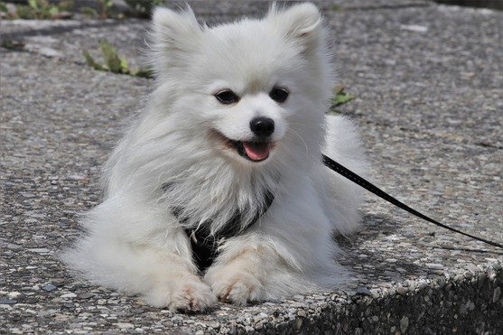spitz alemán