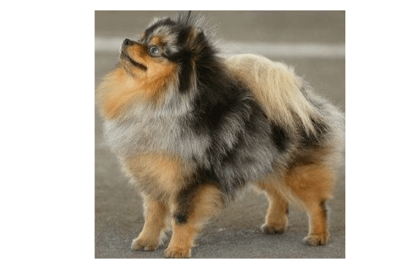 Pomerania Merle y Rojo