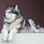 Alaskan Malamute