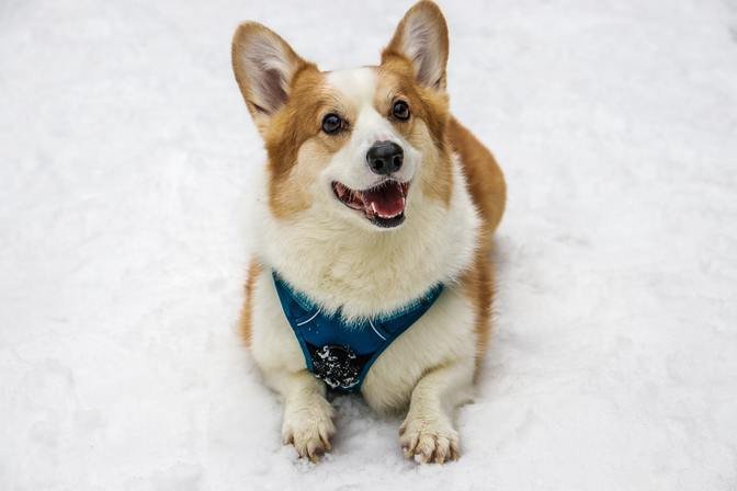 Welsh Corgi, o Corgi Galés (Welsh Pembroke Corgi)