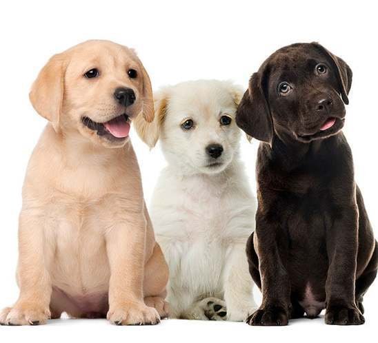 cual es la diferencia entre un labrador ingles y un americano