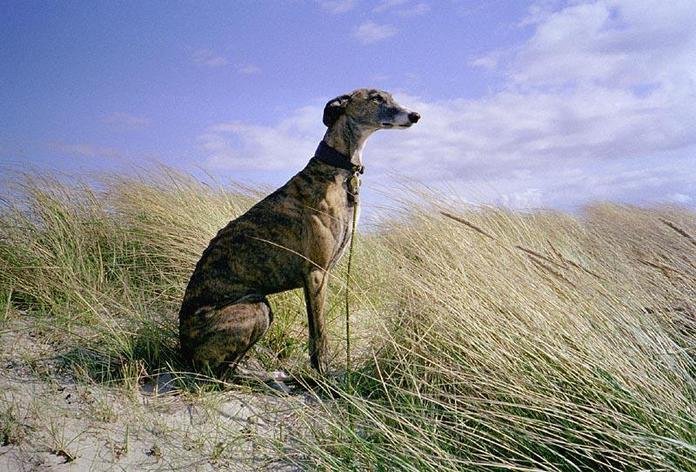 Galgo Español en su ambiente natural