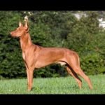 Podenco Andaluz