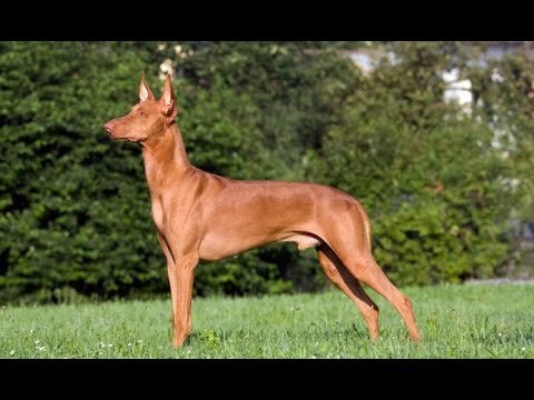 Podenco Andaluz