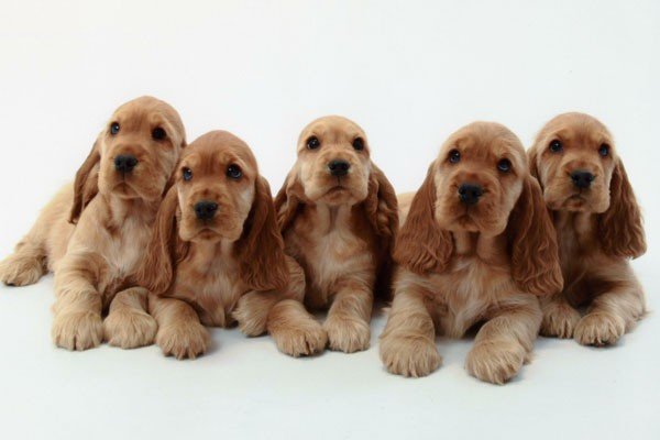 Cocker Spaniel Inglés