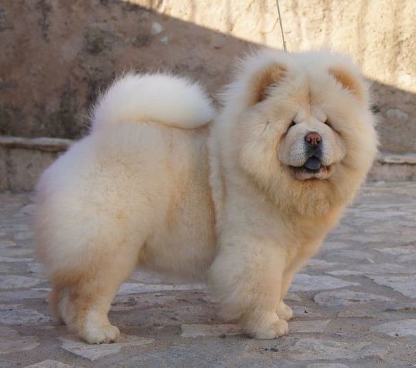 Chow Chow
