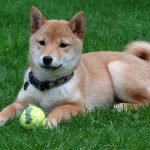 Shiba Inu