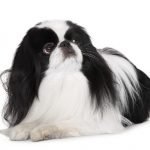 Spaniel Japonés