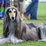 Galgo Afgano