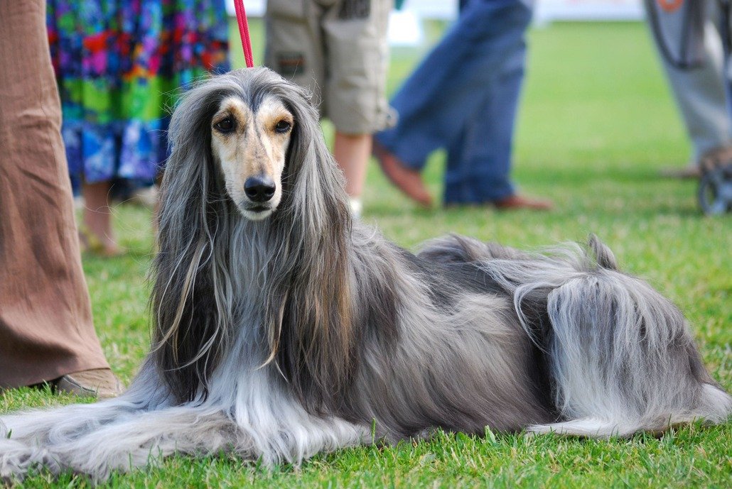 Galgo Afgano