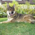 Perro Lobo Checoslovaco