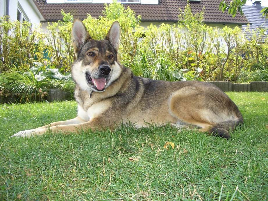 Perro Lobo Checoslovaco