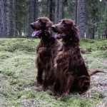 Setter Irlandés