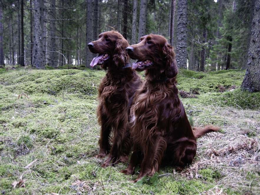 Setter Irlandés