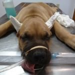 prohibición de corte de colas y orejas en perros