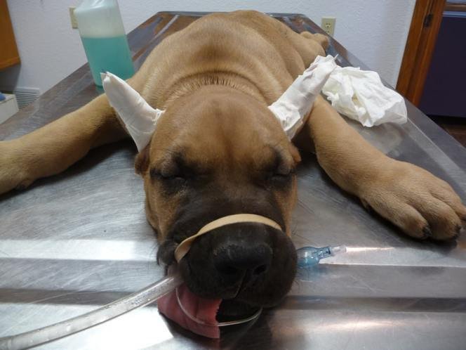 prohibición de corte de colas y orejas en perros