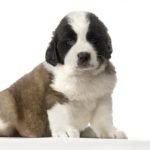 Perro San Bernardo Cachorro