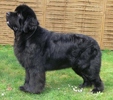 perro Terranova Negro
