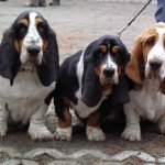 Basset Hound
