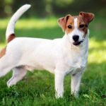Jack Russel Terrier