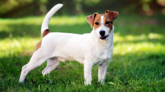 Jack Russel Terrier