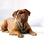 Dogo de Burdeos