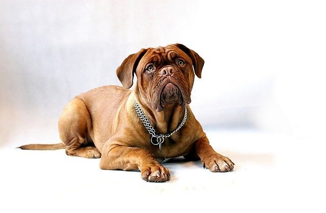 Dogo de Burdeos