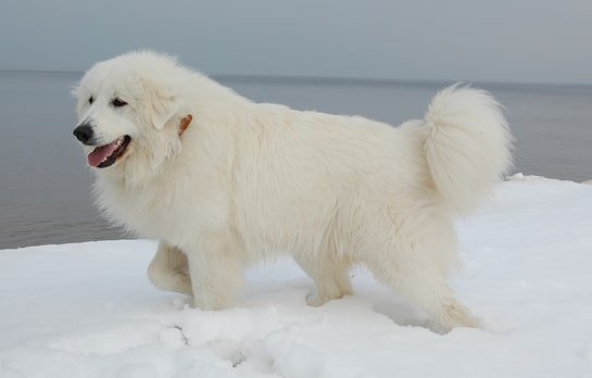 que es una raza de perro gran pirineo