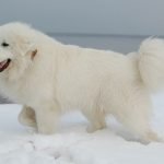 Perro Montaña de los Pirineos