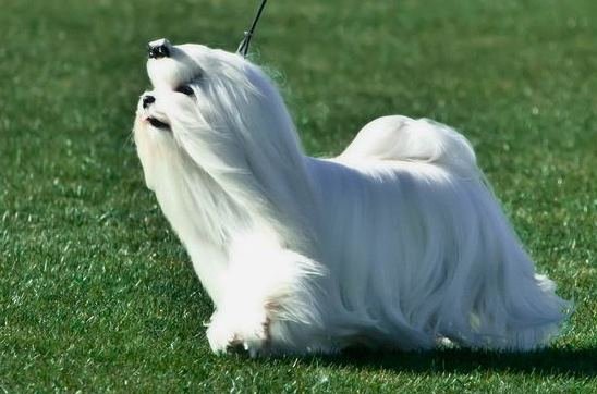 bichón Maltés
